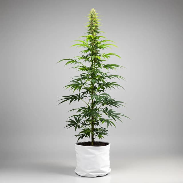 Embalaje de semillas de cannabis Amnesia — Royal King Seeds España