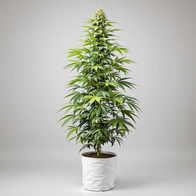 Embalaje de semillas de cannabis Amnesia — Royal King Seeds España