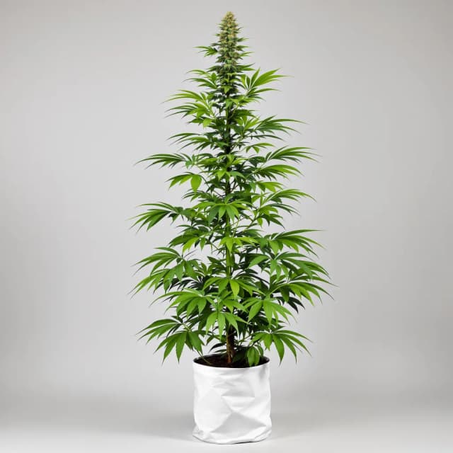 Embalaje de semillas de cannabis Amnesia Haze — Royal King Seeds España