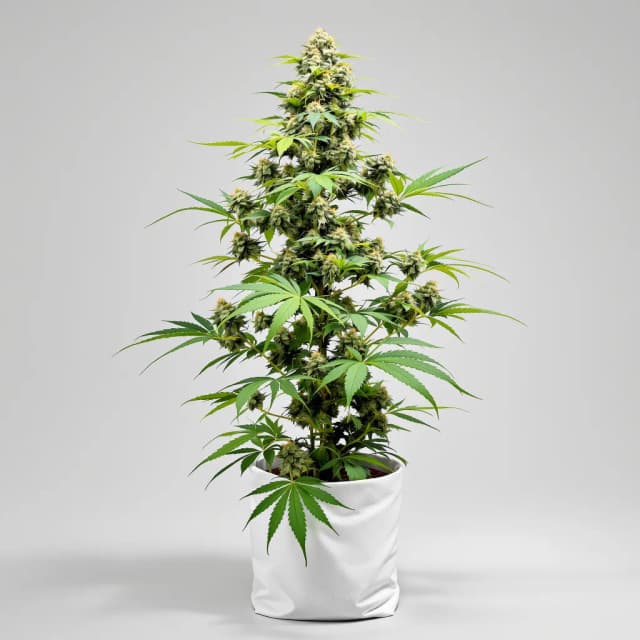 Embalaje de semillas de cannabis Amnesia Lemon — Royal King Seeds España