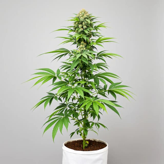 Embalaje de semillas de cannabis Ancient Kush — Royal King Seeds España