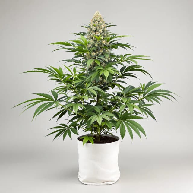 Embalaje de semillas de cannabis Ancient OG — Royal King Seeds España
