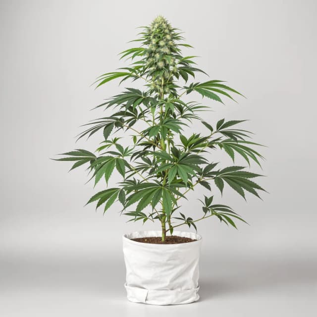 Embalaje de semillas de cannabis Anesthesia — Royal King Seeds España