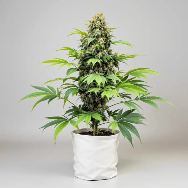 Embalaje de semillas de cannabis Animal Cookies — Royal King Seeds España
