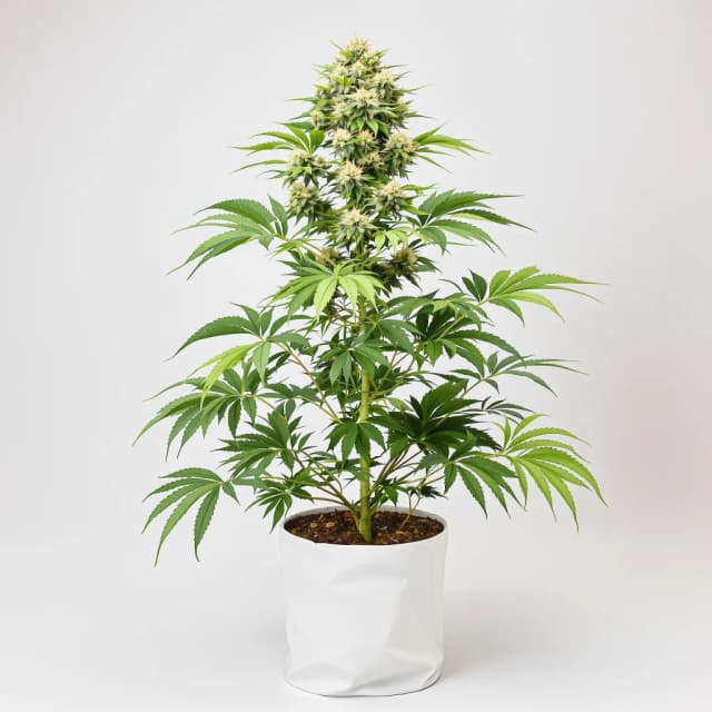 Embalaje de semillas de cannabis Ape Shit — Royal King Seeds España
