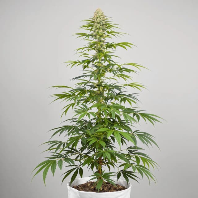 Embalaje de semillas de cannabis Apollo 13 — Royal King Seeds España