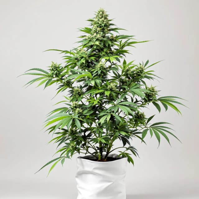 Embalaje de semillas de cannabis Apple Crisp — Royal King Seeds España