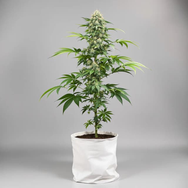 Embalaje de semillas de cannabis Apple Pie — Royal King Seeds España
