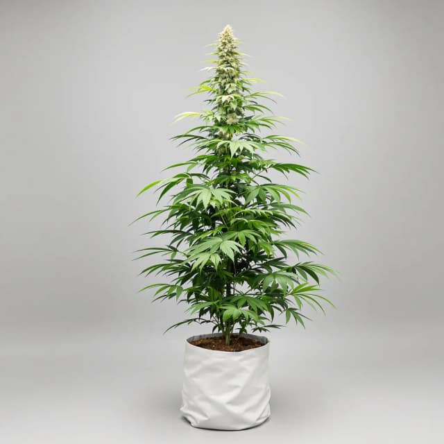 Embalaje de semillas de cannabis Apple Runtz — Royal King Seeds España