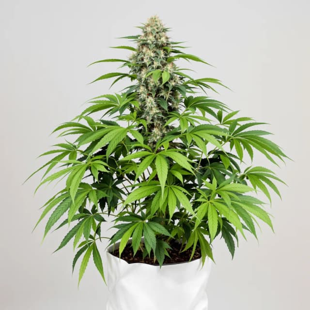 Embalaje de semillas de cannabis Apple Tarts — Royal King Seeds España