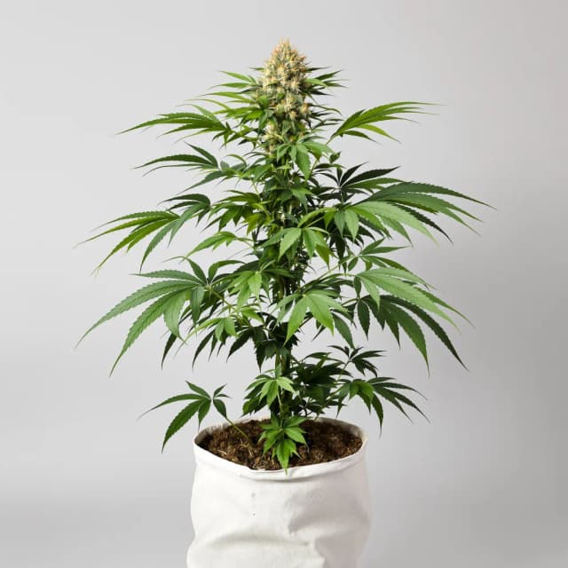 Embalaje de semillas de cannabis Appleberry — Royal King Seeds España