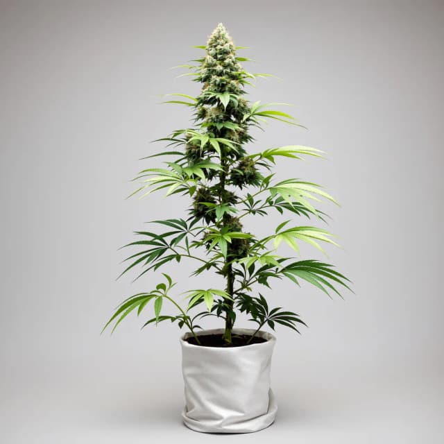 Embalaje de semillas de cannabis Atomic Northern Lights — Royal King Seeds España