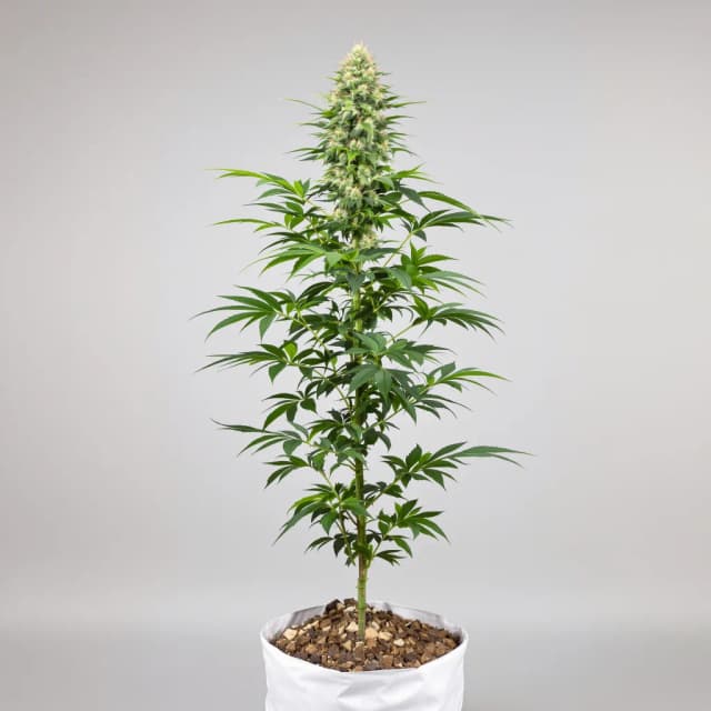 Embalaje de semillas de cannabis Aurora Borealis — Royal King Seeds España