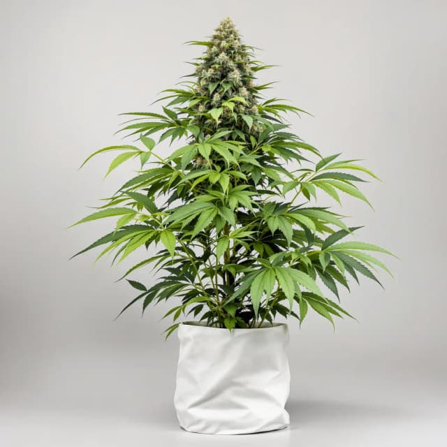 Embalaje de semillas de cannabis Avalon — Royal King Seeds España