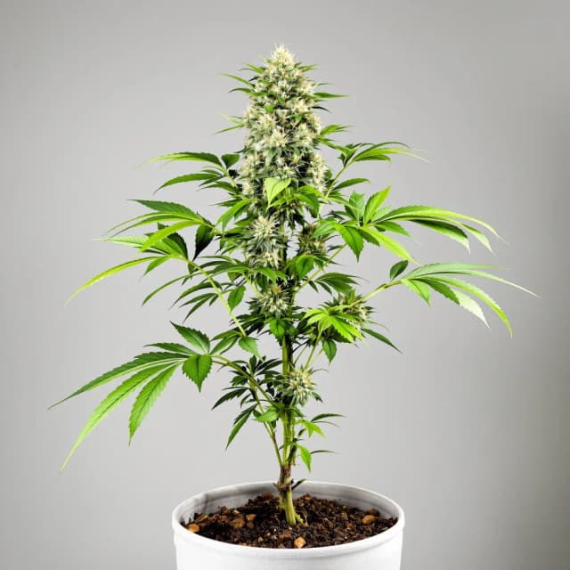 Embalaje de semillas de cannabis Avidekel CBD — Royal King Seeds España