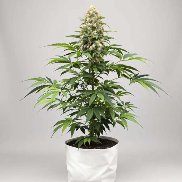 Embalaje de semillas de cannabis Badazz Cheese — Royal King Seeds España