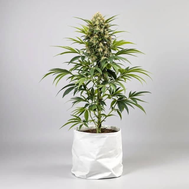 Embalaje de semillas de cannabis Baked Apple — Royal King Seeds España