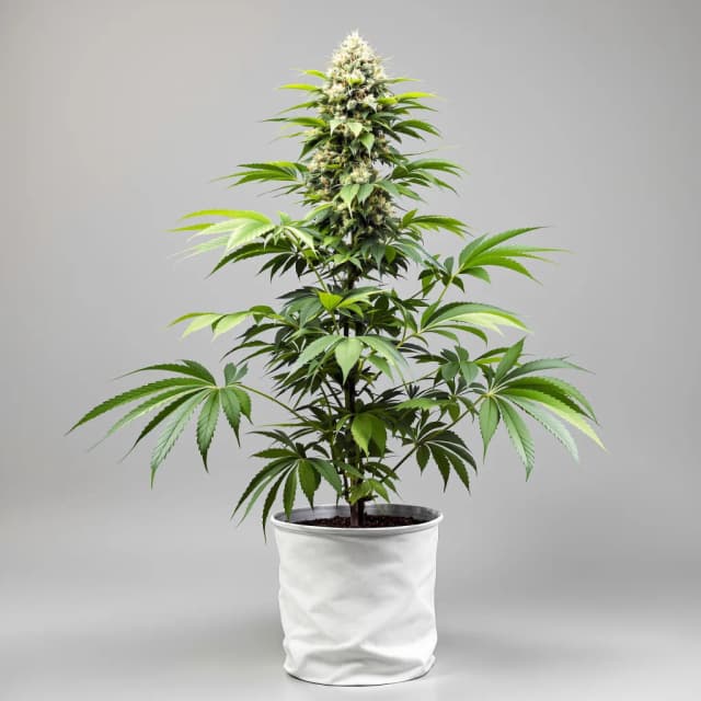 Embalaje de semillas de cannabis Banana Cooler — Royal King Seeds España