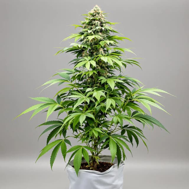 Embalaje de semillas de cannabis Banana Diesel — Royal King Seeds España