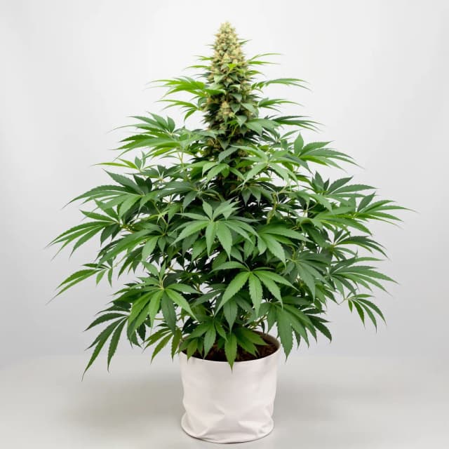 Embalaje de semillas de cannabis Banana Kush — Royal King Seeds España