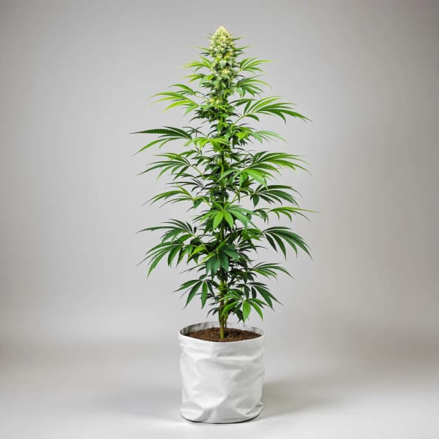 Embalaje de semillas de cannabis Bandana — Royal King Seeds España
