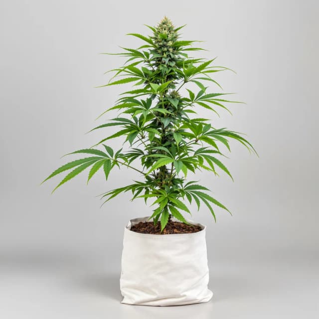 Embalaje de semillas de cannabis Batman OG — Royal King Seeds España