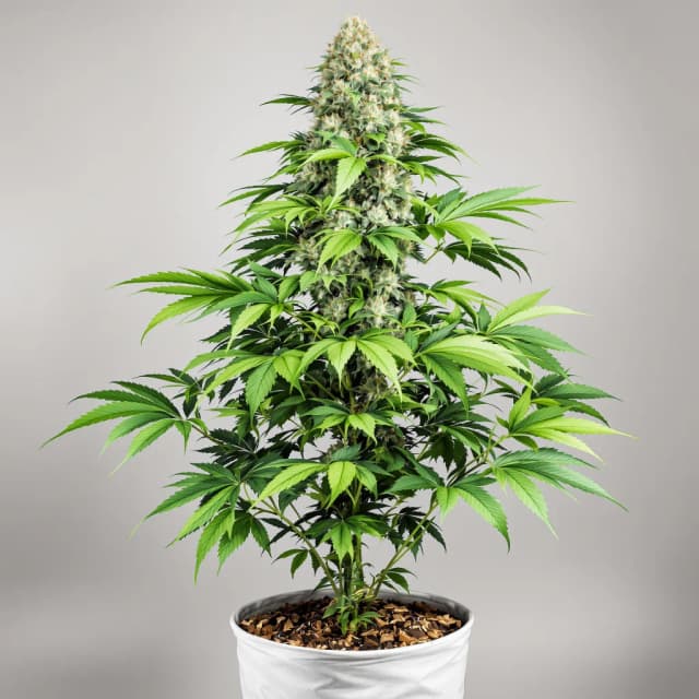 Embalaje de semillas de cannabis BCN Diesel CBD — Royal King Seeds España
