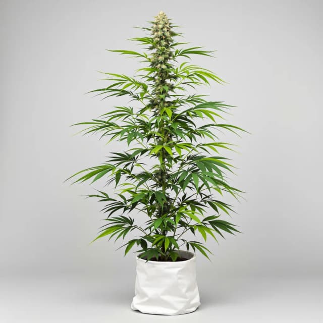 Embalaje de semillas de cannabis Berner's Cookies — Royal King Seeds España