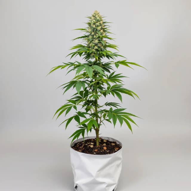 Embalaje de semillas de cannabis Berry Noir — Royal King Seeds España