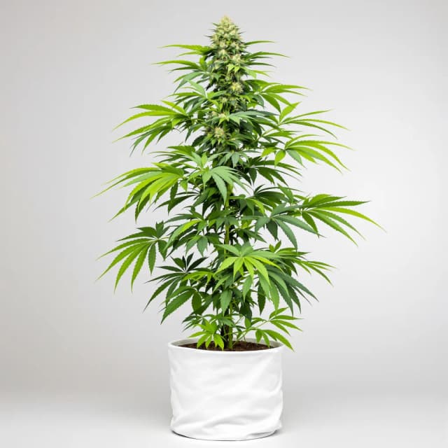 Embalaje de semillas de cannabis Berry White — Royal King Seeds España
