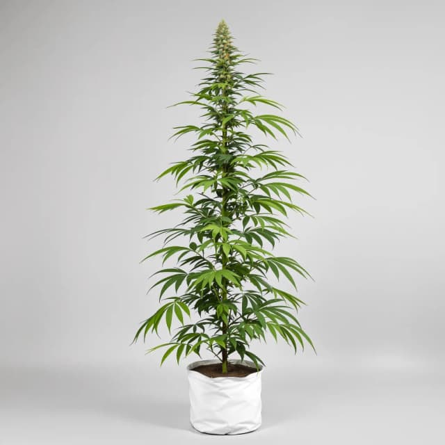 Embalaje de semillas de cannabis Bianca — Royal King Seeds España