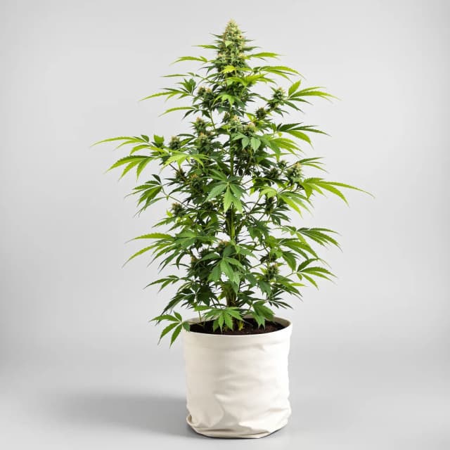 Embalaje de semillas de cannabis Biddy Early — Royal King Seeds España