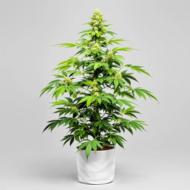 Embalaje de semillas de cannabis Big Bang — Royal King Seeds España