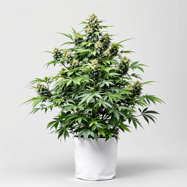 Embalaje de semillas de cannabis Big Blue — Royal King Seeds España