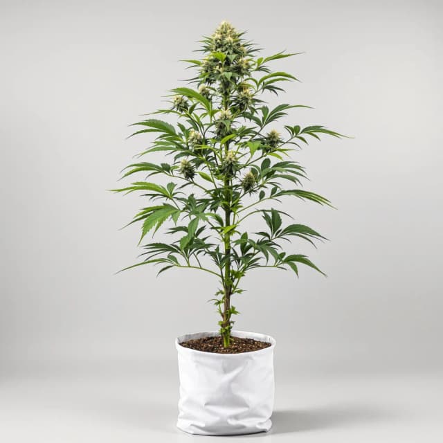 Embalaje de semillas de cannabis Big Blue — Royal King Seeds España