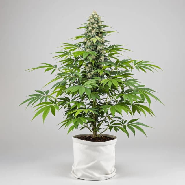 Embalaje de semillas de cannabis Big Bud — Royal King Seeds España