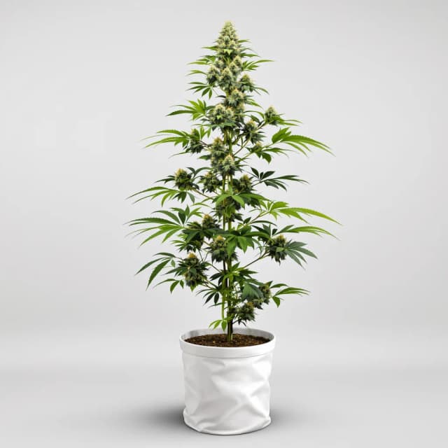 Embalaje de semillas de cannabis Big Buddha Cheese — Royal King Seeds España
