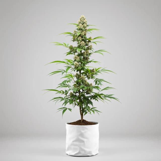 Embalaje de semillas de cannabis Big Devil — Royal King Seeds España