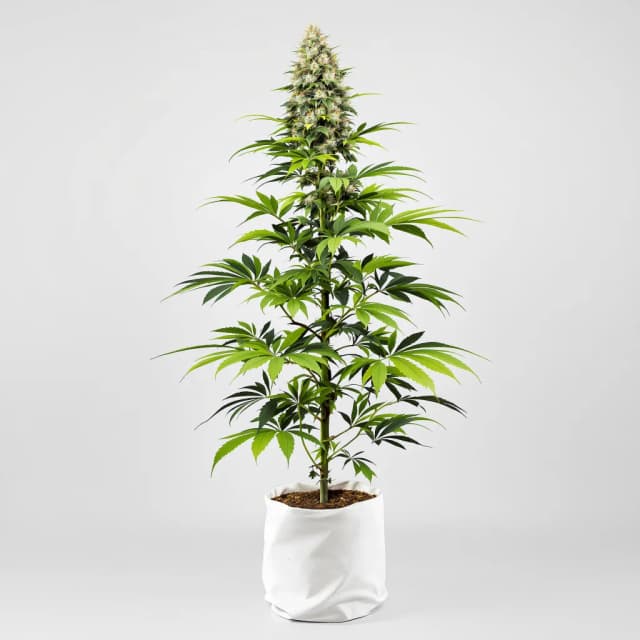 Embalaje de semillas de cannabis Big Devil — Royal King Seeds España
