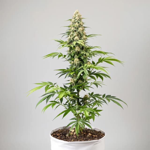 Embalaje de semillas de cannabis Big Kush — Royal King Seeds España