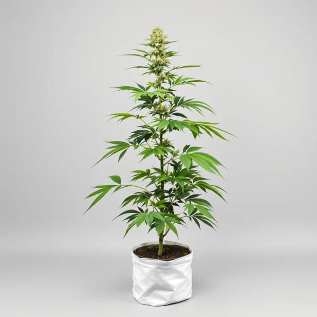 Embalaje de semillas de cannabis Big Smooth — Royal King Seeds España