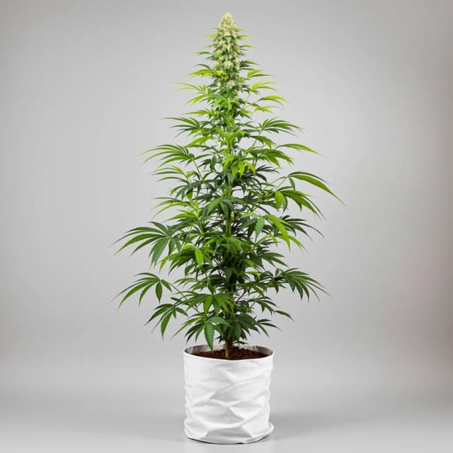 Embalaje de semillas de cannabis Big Sticky — Royal King Seeds España