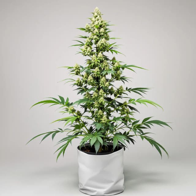 Embalaje de semillas de cannabis Bio Diesel — Royal King Seeds España