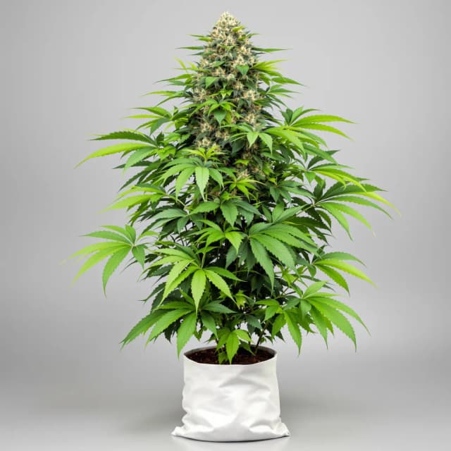 Embalaje de semillas de cannabis Biochem — Royal King Seeds España