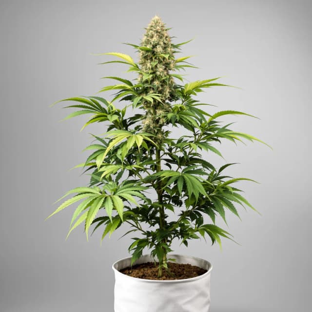Embalaje de semillas de cannabis Birthday Cake Kush — Royal King Seeds España