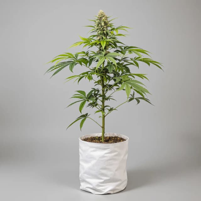 Embalaje de semillas de cannabis Biscotti — Royal King Seeds España