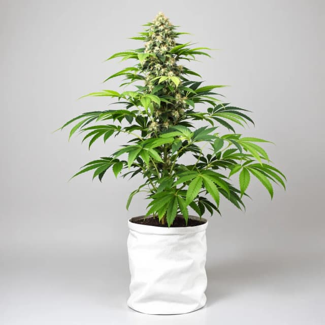 Embalaje de semillas de cannabis Black Afghan — Royal King Seeds España