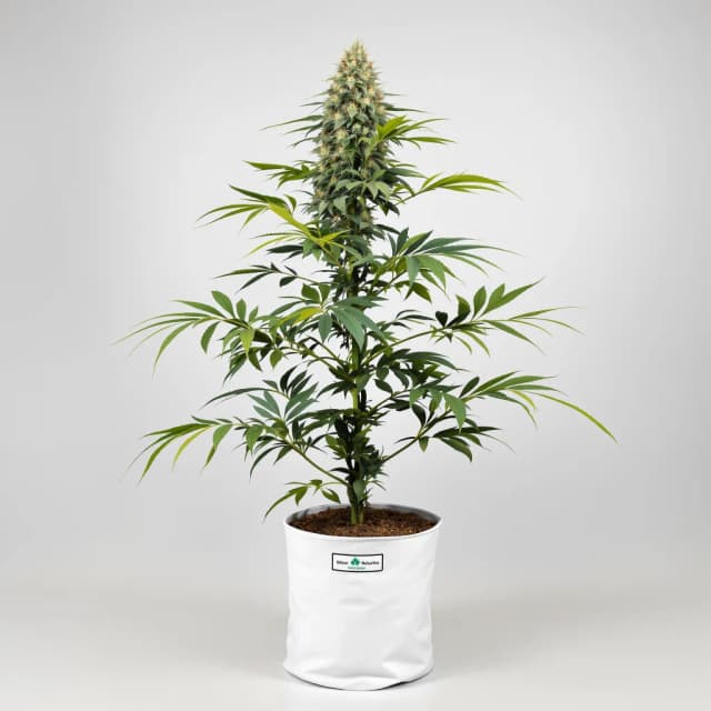 Embalaje de semillas de cannabis Black Betty — Royal King Seeds España