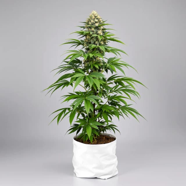 Embalaje de semillas de cannabis Black Bubba — Royal King Seeds España
