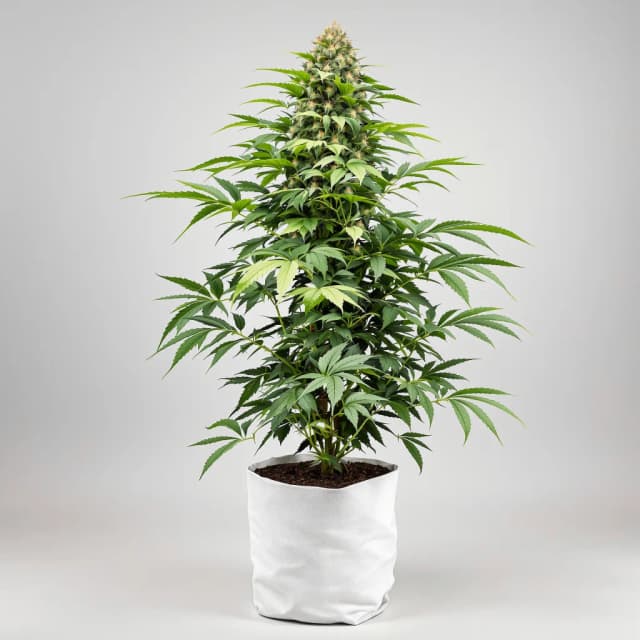 Embalaje de semillas de cannabis Black Cherry Punch — Royal King Seeds España